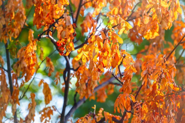 Оранжевый Желтый Осенний Ясень Листья Лесу Выборочный Фокус Размытый Осенний — стоковое фото