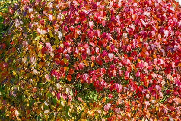 Branches Aux Feuilles Orange Rouge Jaune Dans Parc Automne Contexte — Photo