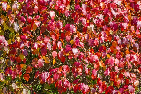 Branches Aux Feuilles Orange Rouge Jaune Dans Parc Automne Contexte — Photo