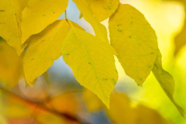 Ormanda sarı sonbahar kül yaprakları. Seçici odaklanma. Bulanık sonbahar doğa geçmişi. Sonbahar yaprağı rengi