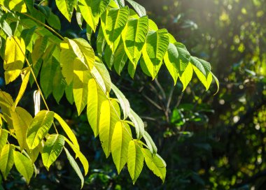 Gün batımında arka planı bulanık olan kiraz kuşunun yeşil yaprakları. Bahçedeki bulanık arkaplanda yeşil yaprağın yakın plan doğa görüntüsü