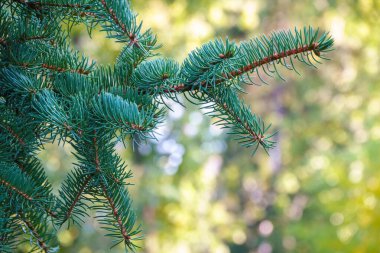 Gün batımında yeşil ladin dallarının arka planı. Taze köknar dalı