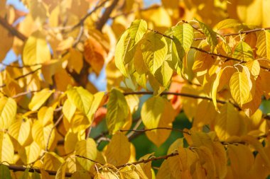 Sonbahar parkında sarı yapraklı dallar. Doğa arkaplanı