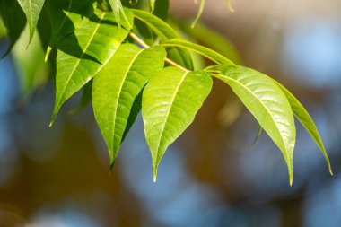 Gün batımında arka planı bulanık olan kiraz kuşunun yeşil yaprakları. Bahçedeki bulanık arkaplanda yeşil yaprağın yakın plan doğa görüntüsü