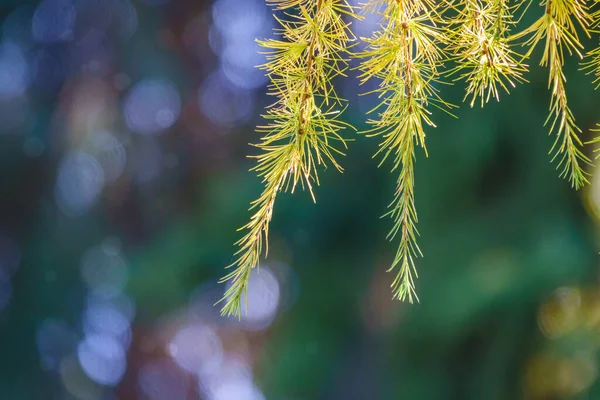 Ärmkvistar Hösten Med Gröna Och Gula Nålar Höstens Naturliga Bakgrund — Stockfoto