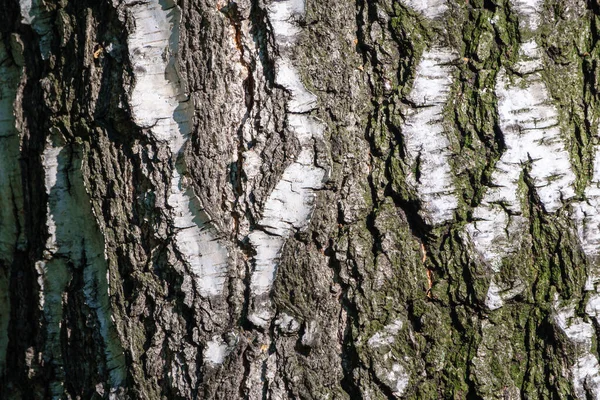 Ağaç Kabuğunun Dokusu Birch Kabuğu Arkaplanı — Stok fotoğraf