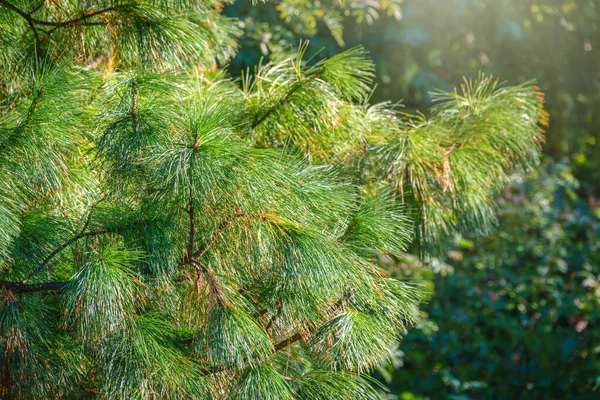 Шишки Цедра Довгими Пухнастими Голками Прекрасним Розмитим Фоном Pinus Sibirica — стокове фото
