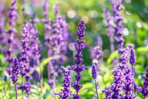 Mavi Salvia farinacea çiçekleri ya da Mealy Cup Sage. Güzel, parlak renkli ve göz alıcı, açan mor çiçekler, yeşil arka planda uzun buketler halinde, yakın plan, doğal güneş ışığı