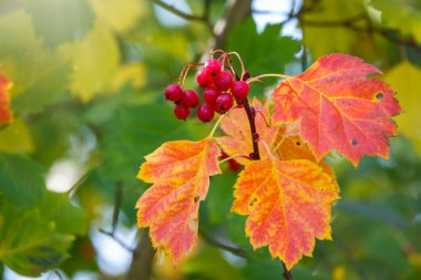 Kırmızı böğürtlenli, sarı yeşil yapraklı ve bulanık arkaplanlı güz dikenli dallar. Sonbahar yaprağı renk arkaplanı.