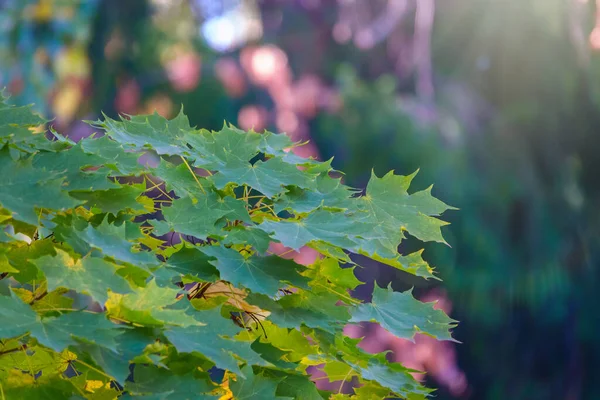 Кленовые Ветви Зелеными Желтыми Листьями Осенью Свете Заката Сухие Осенние — стоковое фото