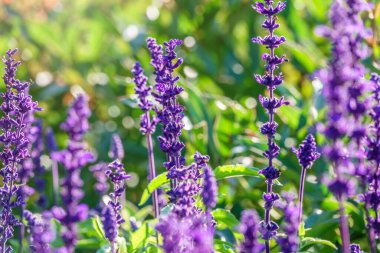 Mavi Salvia farinacea çiçekleri ya da Mealy Cup Sage. Güzel, parlak renkli ve göz alıcı, açan mor çiçekler, yeşil arka planda uzun buketler halinde, yakın plan, doğal güneş ışığı
