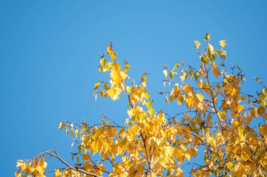 Sonbaharda günbatımının ışığında sarı yapraklı huş dalları. Mavi gökyüzü arka planı. Kuru sonbahar yaprakları arka plan, altın huş ağacı yaprakları, sonbahar parkı, mevsimler değişir, sonbahar doğası.