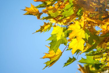 Sonbaharda gün batımında yeşil ve sarı yapraklı akçaağaç dalları. Mavi gökyüzü arka planı. Kuru sonbahar yaprakları arka plan, altın akçaağaç yaprakları, sonbahar parkı, mevsimler değişir.