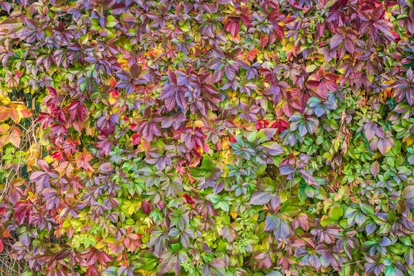 Fondo Hojas Anaranjadas Rojas Amarillas Parque Otoñal Fondo Naturaleza — Foto de Stock