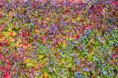 Sonbahar parkındaki turuncu, kırmızı ve sarı yaprakların arka planı. Doğa arkaplanı