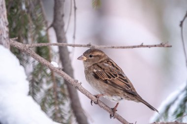 Serçe yaprakları olmayan bir dalda oturuyor. Kışın bir dalda serçe