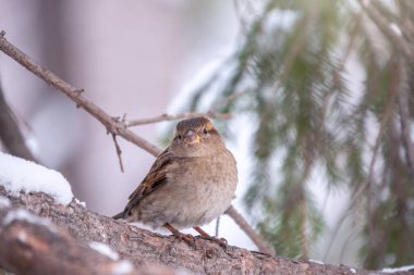 Serçe yaprakları olmayan bir dalda oturuyor. Kışın bir dalda serçe