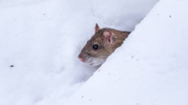 Kahverengi sıçan karda oturmuş tohum yiyor. Kahverengi fare, Lat. Rattus norvegicus, Norveç sokağı ya da Norveç faresi olarak da bilinir.