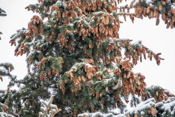 Red Crossbill Lat Loxia Curvirostra Eating Cone Seeds Fir Tree — Stock Photo, Image