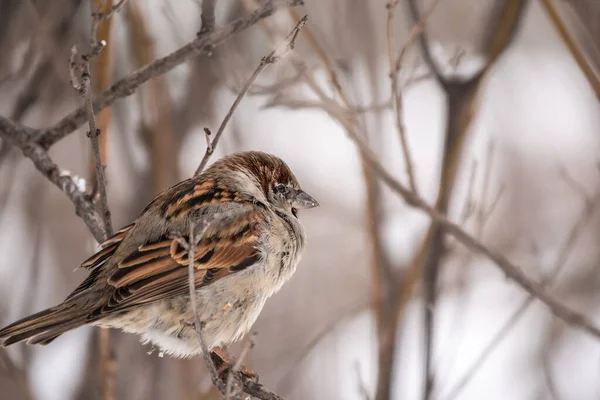 Sparrow Zit Een Tak Zonder Bladeren Met Sneeuw Sparrow Een — Stockfoto