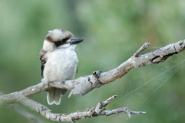 Gülen ahmak (Dacelo novaeguineae) familyasından bir kuş arası kingfisher Alt familya Halcyoninae. Bir büyük sağlam arası kingfisher beyazımsı bir baş ve karanlık bir göz çizgisi ile olduğunu