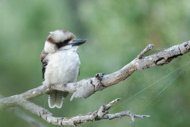 The laughing kookaburra (Dacelo novaeguineae) is a bird in the kingfisher subfamily Halcyoninae. It is a large robust kingfisher with a whitish head and a dark eye-stripe clipart