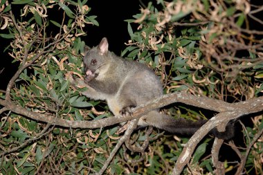 The common brushtail possum (Trichosurus vulpecula, from the Greek for 