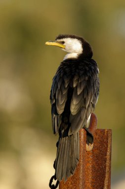 The little pied cormorant, little shag or kawaupaka (Microcarbo melanoleucos) is a common Australasian waterbird, found around the coasts, islands, estuaries, and inland waters of Australia, New Guinea 
