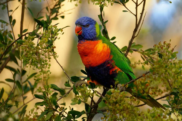 Den Regnbåge Lorikeet Trichoglossus Moluccanus Art Papegoja Hittade Australien Det Stockfoto