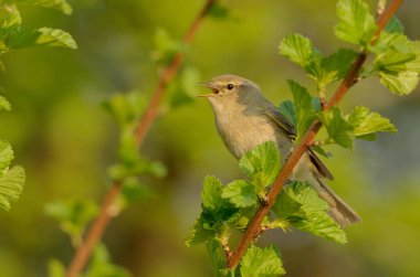 Ortak çıvgın, ya da sade bir şekilde çıvgın (Phylloscopus collybita) içinde açık woodlands ürerler bir yaygın yaprak ötleğen olduğunu. Şarkı bahar kuş 