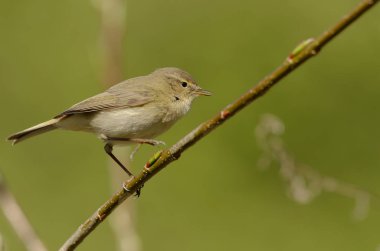Ortak çıvgın, ya da sade bir şekilde çıvgın (Phylloscopus collybita) içinde açık woodlands ürerler bir yaygın yaprak ötleğen olduğunu. Şarkı bahar kuş 