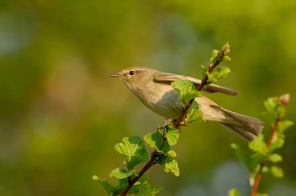 Chiffchaff Comum Simplesmente Chiffchaff Phylloscopus Collybita Warbler Comum Difundido Folha — Fotografia de Stock