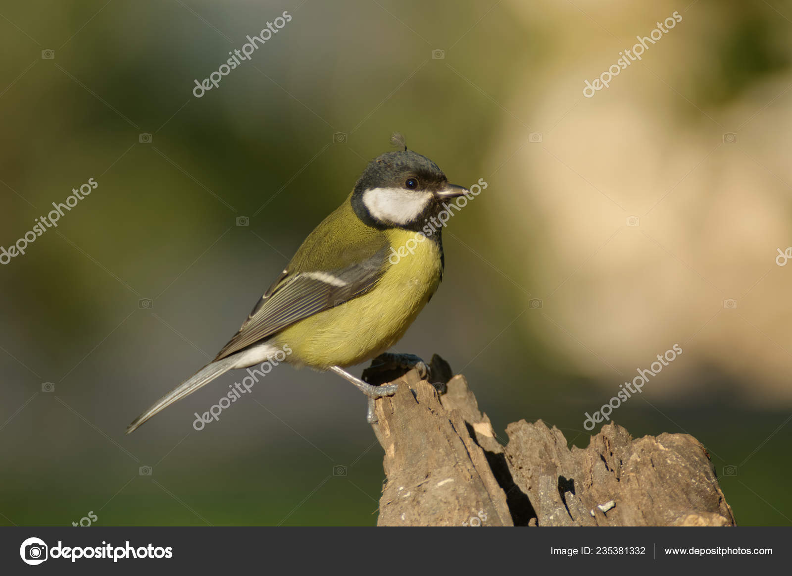 Grande nero tit pic