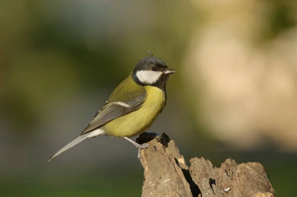 Great Tit Parus Major Passerine Bird Tit Family Paridae Widespread — Stock Photo, Image