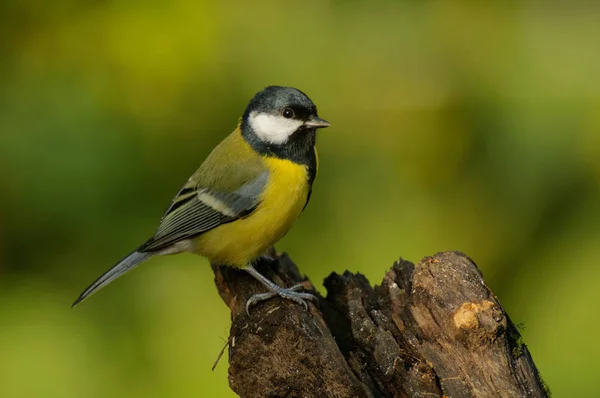 Great Tit Parus Major Passerine Bird Tit Family Paridae Widespread — Stock Photo, Image