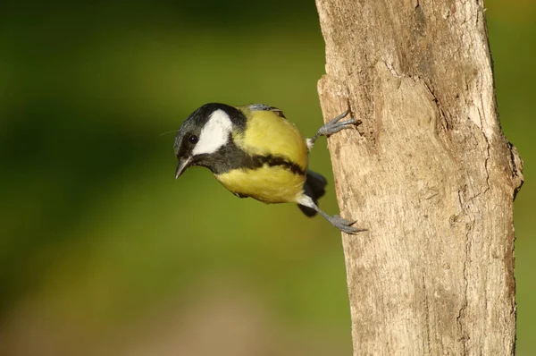 Great Tit Parus Major Passerine Bird Tit Family Paridae Widespread — Stock Photo, Image