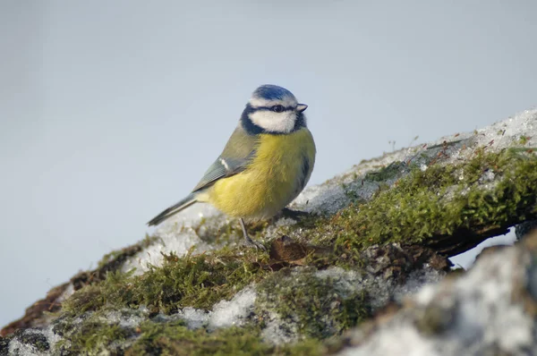 Eurasiska Blåmes Cyanistes Caeruleus Liten Tätting Familjen Mesfåglar Fågeln Lätt — Stockfoto