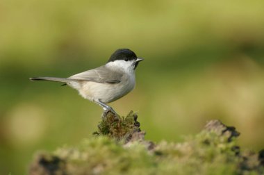 Bir ötücü kuş türü baştankara baştankaragiller ve cins Poecile marsh baştankara (Poecile palustris) olduğunu