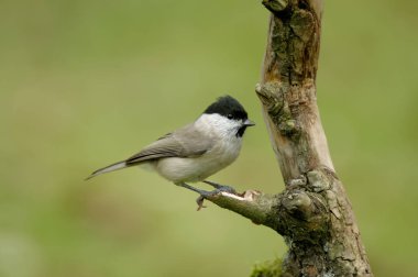 Bir ötücü kuş türü baştankara baştankaragiller ve cins Poecile marsh baştankara (Poecile palustris) olduğunu