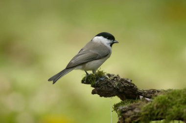 Bir ötücü kuş türü baştankara baştankaragiller ve cins Poecile marsh baştankara (Poecile palustris) olduğunu