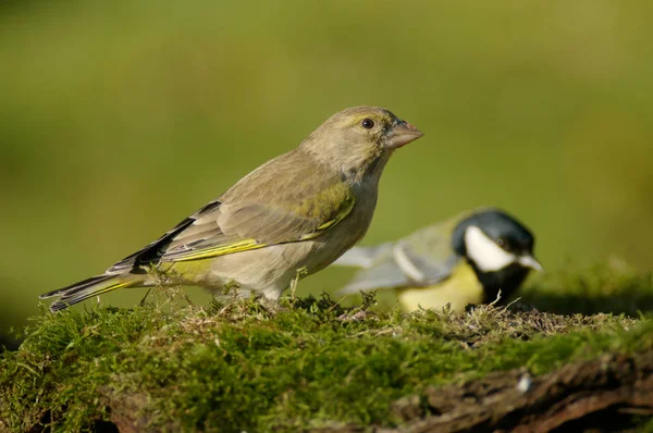 Grönfinken Carduelis Chloris Välkänd Fågel Ofta Besök Trädgårdar Och Driver — Stockfoto