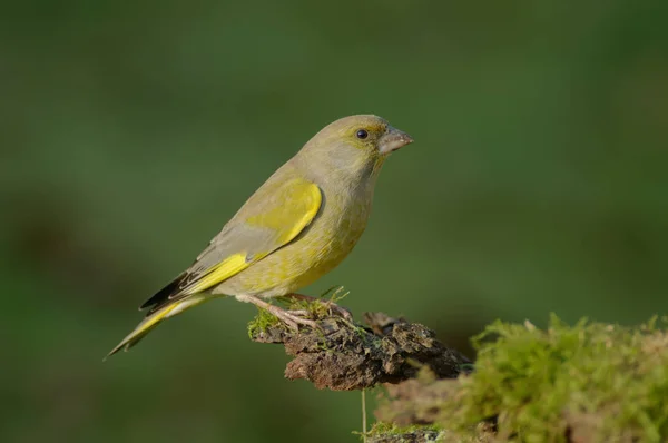 Greenfinch Carduelis Chloris Jest Dobrze Znanych Ptaków Jak Często Odwiedza — Zdjęcie stockowe