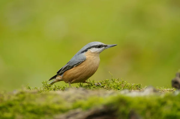 Nötväcka Sitta Europaea Liten Tätting Som Finns Tempererade Asien Och — Stockfoto