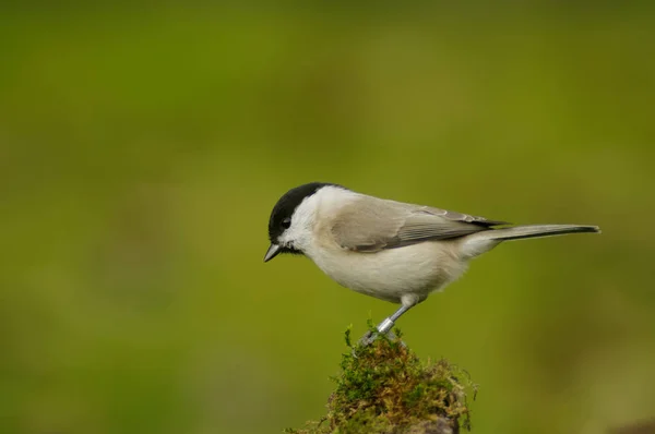 Marsh Tit Poecile Palustris Passerine Bird Tit Family Paridae Genus — Stock Photo, Image