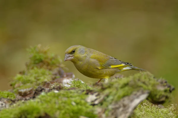 Groenling Carduelis Chloris Een Bekende Vogel Omdat Het Vaak Bezoeken — Stockfoto