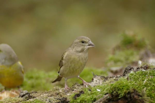 Verdinho Carduelis Chloris Pássaro Bem Conhecido Pois Muitas Vezes Visita — Fotografia de Stock