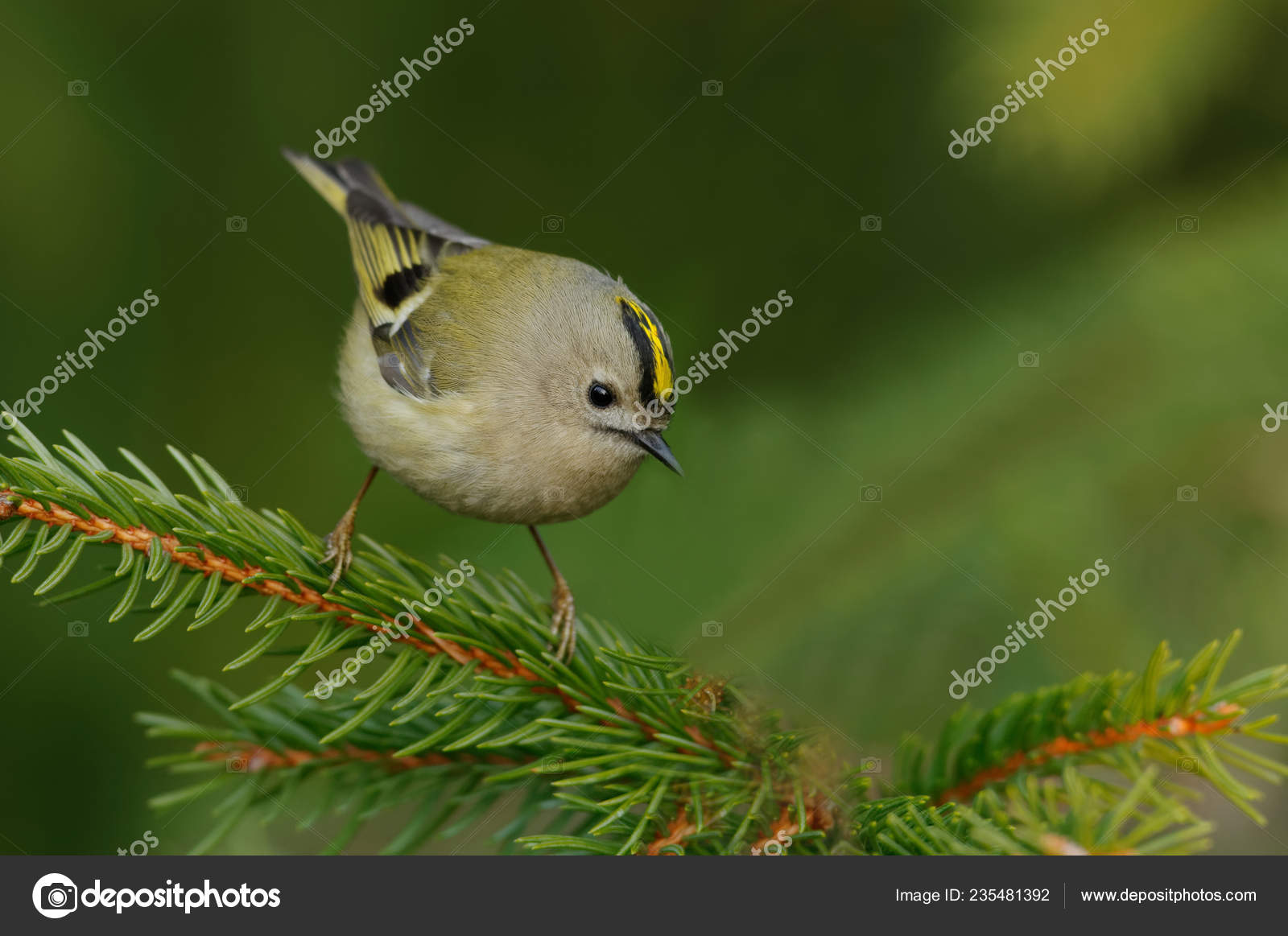 Goldcrest Regulus Regulus Very Small Passerine Bird Kinglet Family Its Stock Photo By C Michalpesata