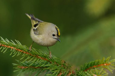 Çalıkuşu (Regulus regulus) küçük kral ailesinin çok küçük bir kuş türüdür. İngilizce ve bilimsel adı onun renkli altın taç tüyler verir yükselmeye 
