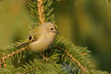 Çalıkuşu (Regulus regulus) küçük kral ailesinin çok küçük bir kuş türüdür. İngilizce ve bilimsel adı onun renkli altın taç tüyler verir yükselmeye 