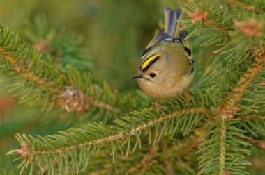 Çalıkuşu (Regulus regulus) küçük kral ailesinin çok küçük bir kuş türüdür. İngilizce ve bilimsel adı onun renkli altın taç tüyler verir yükselmeye 